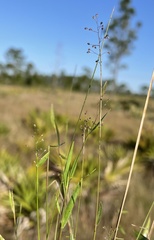 Dichanthelium ensifolium