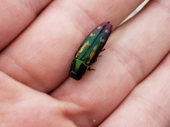 Buprestis rufipes