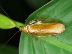 Neoblattellini