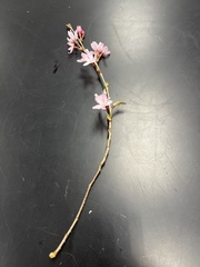 Prunus
