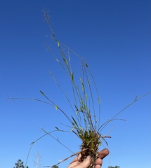 Dichanthelium ensifolium