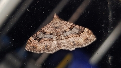 Epyaxa centroneura
