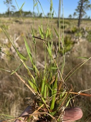 Dichanthelium ensifolium