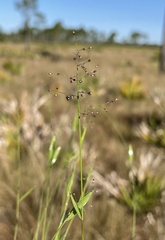 Dichanthelium ensifolium