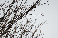 Haemorhous purpureus purpureus