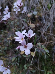Arabis cypria × arabis purpurea