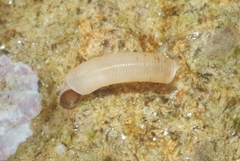 Caecum californicum