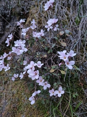Arabis cypria × arabis purpurea