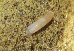 Caecum californicum