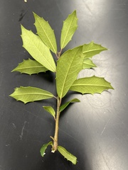 Ilex opaca