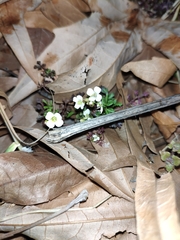 Cardamine graeca