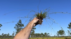 Dichanthelium ensifolium