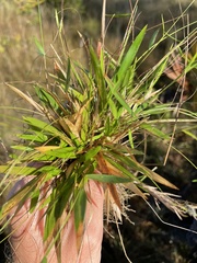 Dichanthelium ensifolium