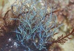 Chondria acrorhizophora