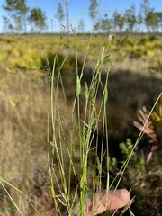 Dichanthelium ensifolium