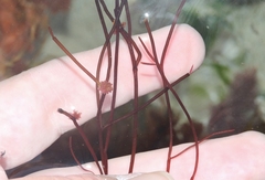 Chondria macrocarpa