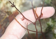 Chondria macrocarpa