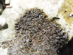 Scytinium dactylinum