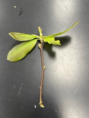 Magnolia