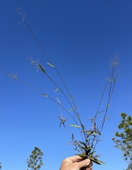 Dichanthelium patulum