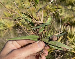 Dichanthelium patulum