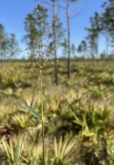 Dichanthelium patulum