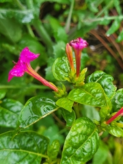 Mirabilis jalapa image