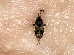 Scolopostethus decoratus