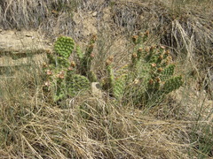 Opuntia polyacantha polyacantha