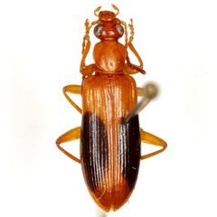 Statira nigromaculata