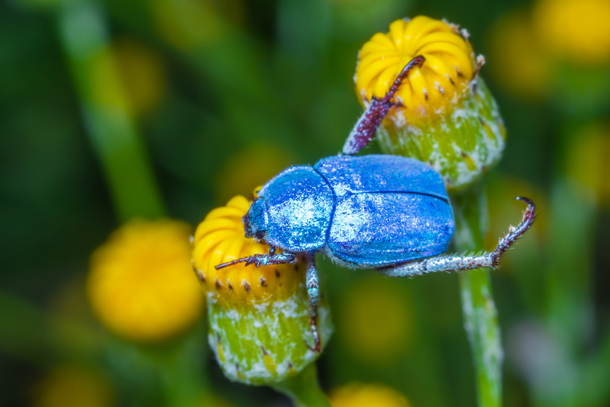 Cerulean Chafer Beetle (Hoplia coerulea) · iNaturalist