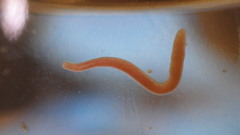 Prostoma