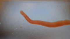 Prostoma