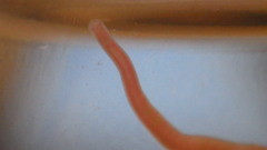 Prostoma