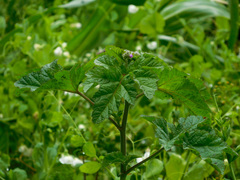 Fuertesimalva limensis