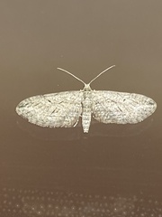 Eupithecia oxycedrata