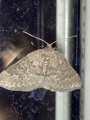 Aleucis distinctata