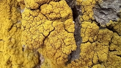 Candelariella xanthostigma