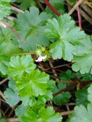 Geranium lucidum