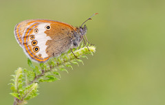 Coenonympha arcania