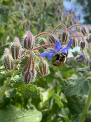 Borago officinalis