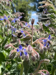 Borago officinalis