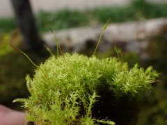 Vinealobryum insulanum