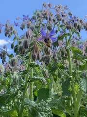 Borago officinalis