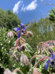 Borago officinalis