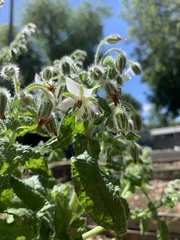 Borago officinalis