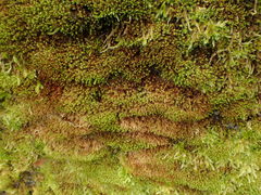 Vinealobryum insulanum
