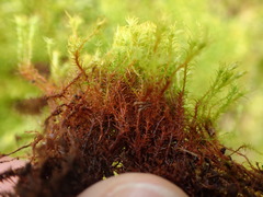 Vinealobryum insulanum