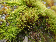 Vinealobryum insulanum