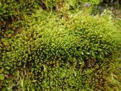 Vinealobryum insulanum